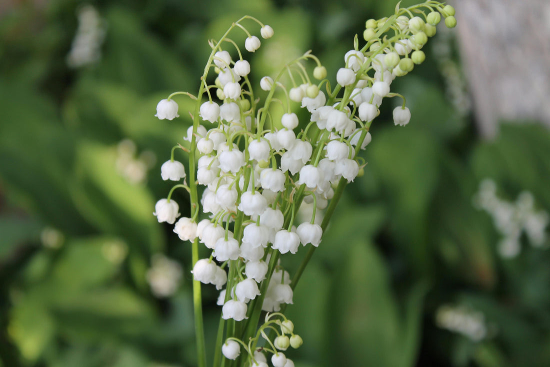 Bouquets, lily of the valley, funeral flowers