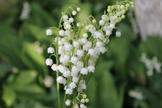 Bouquets, lily of the valley, funeral flowers