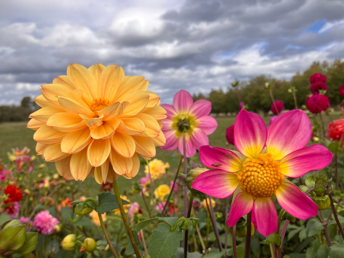Bright dahlia field