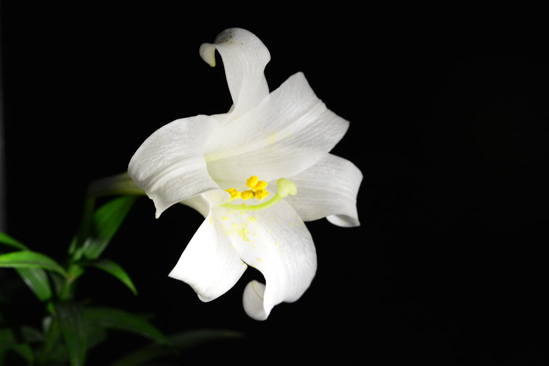 Why Do We Have Funeral Flowers?