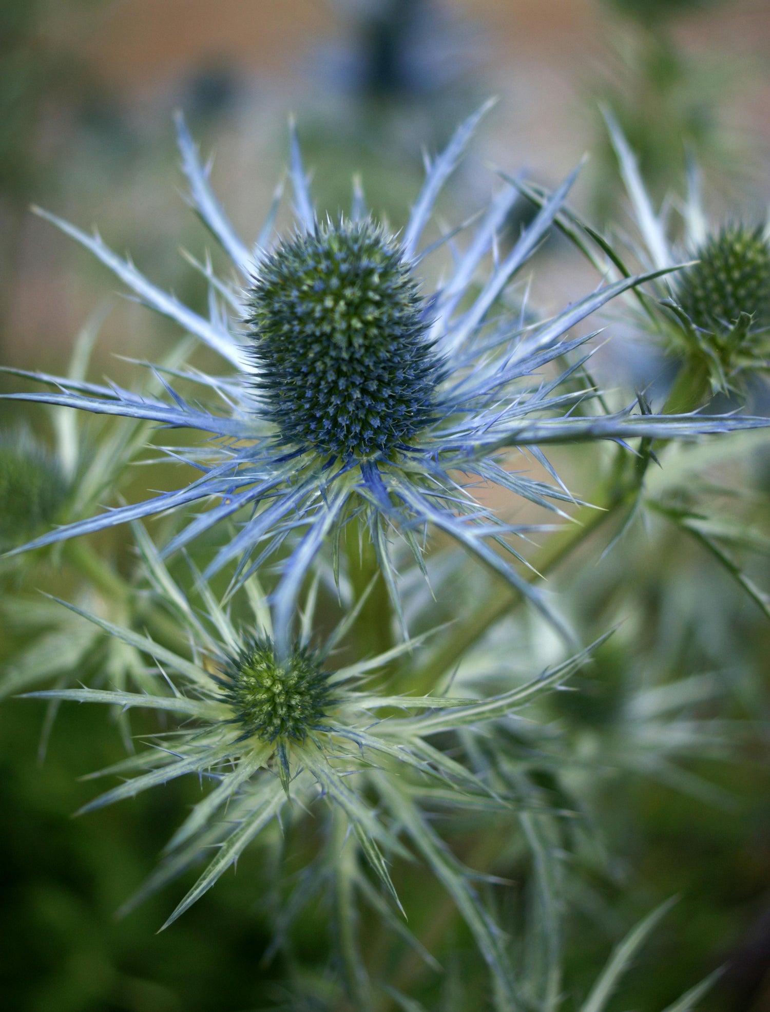 Blue thistle - Wedding flowers